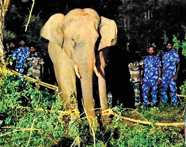 After sedation, Elephant 'Bullet' lodged in kraal at ATR; yet to ...