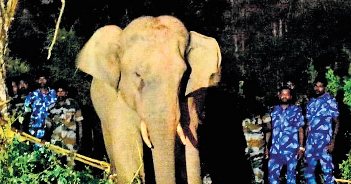 Arsenal Elephant Fall After sedation, Elephant 'Bullet' lodged in kraal at ATR; yet to ...