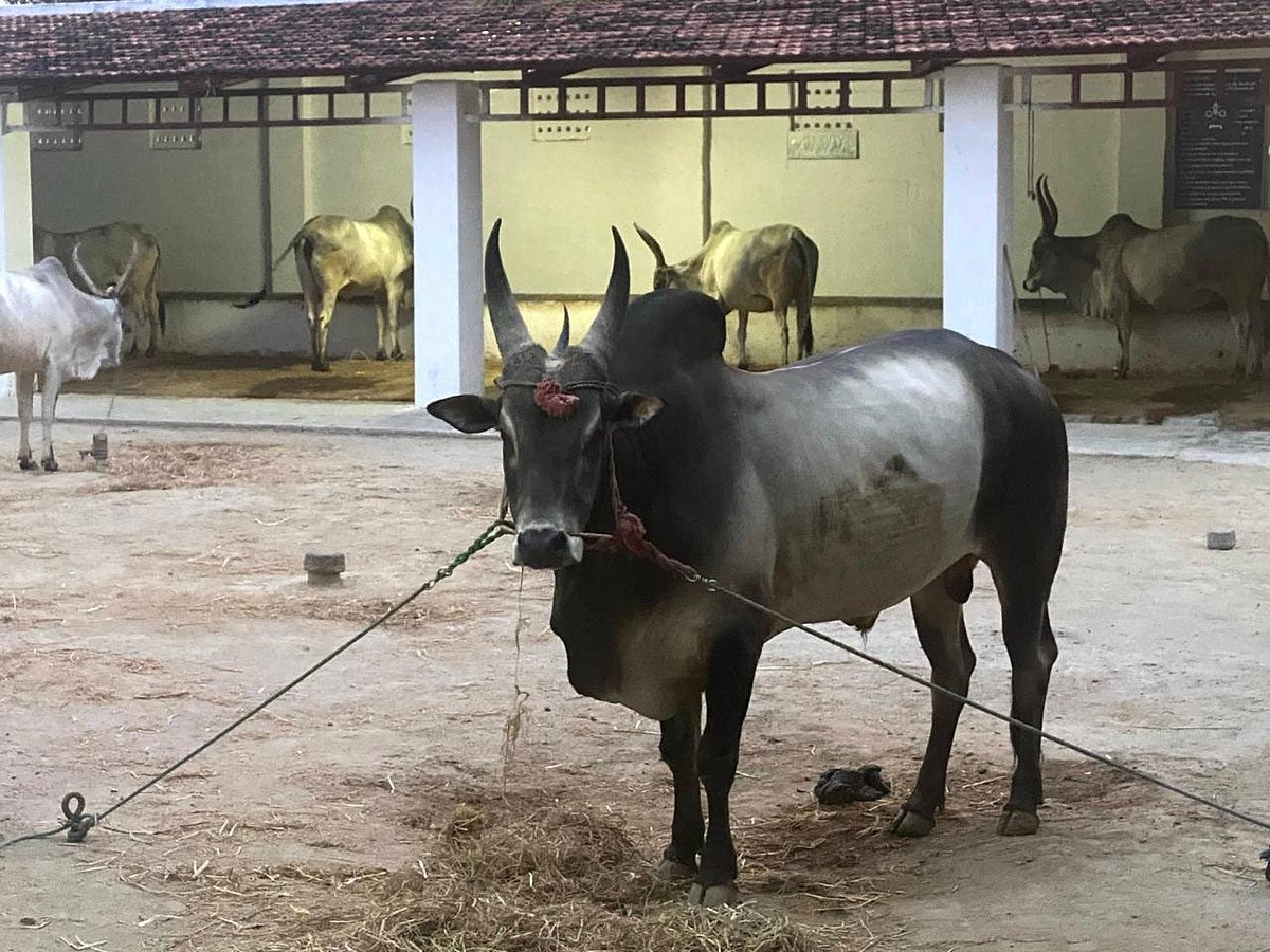 Cattle research foundation in Tiruppur pitches for using native bulls ...