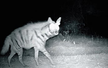 HYENA STATION  kdaug25-10adbe903.jpg?