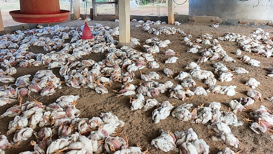 bird-flu-outbreak-lowers-chicken-prices-boosts-mutton-seafood-demand