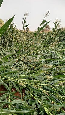 Hundreds of hectares of maize fields in Perambalur hit by continuous ...