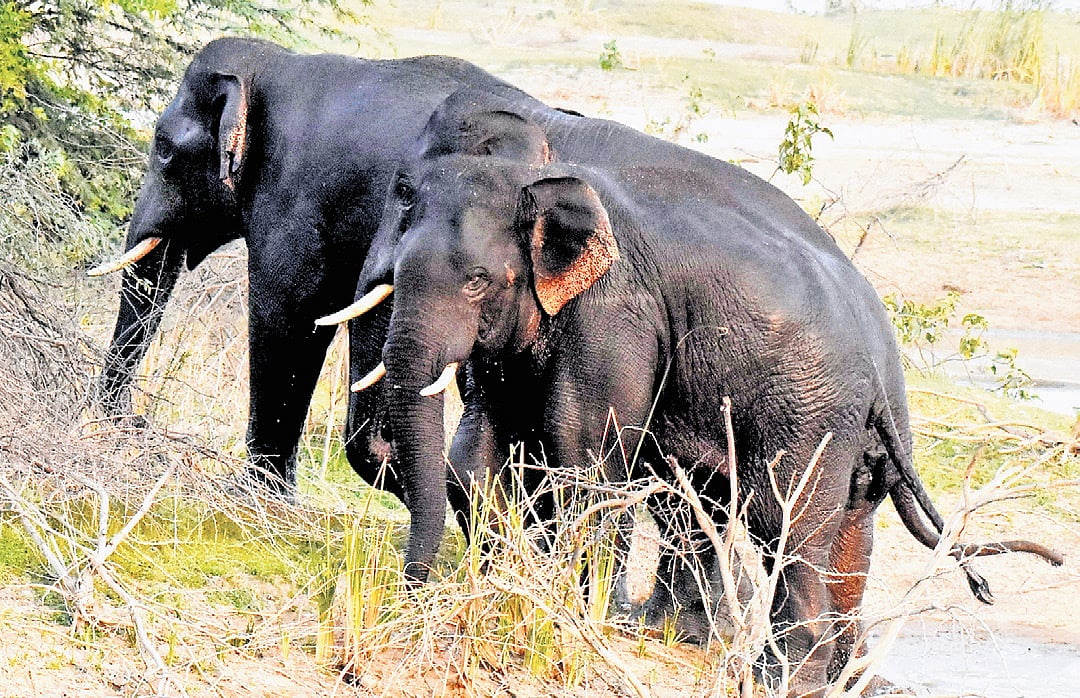 Human encroachment, food scarcity drive wild elephants into conflict