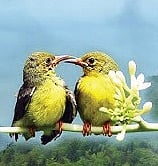 Two-day bird festival in Telangana's Kawal reserve starts today