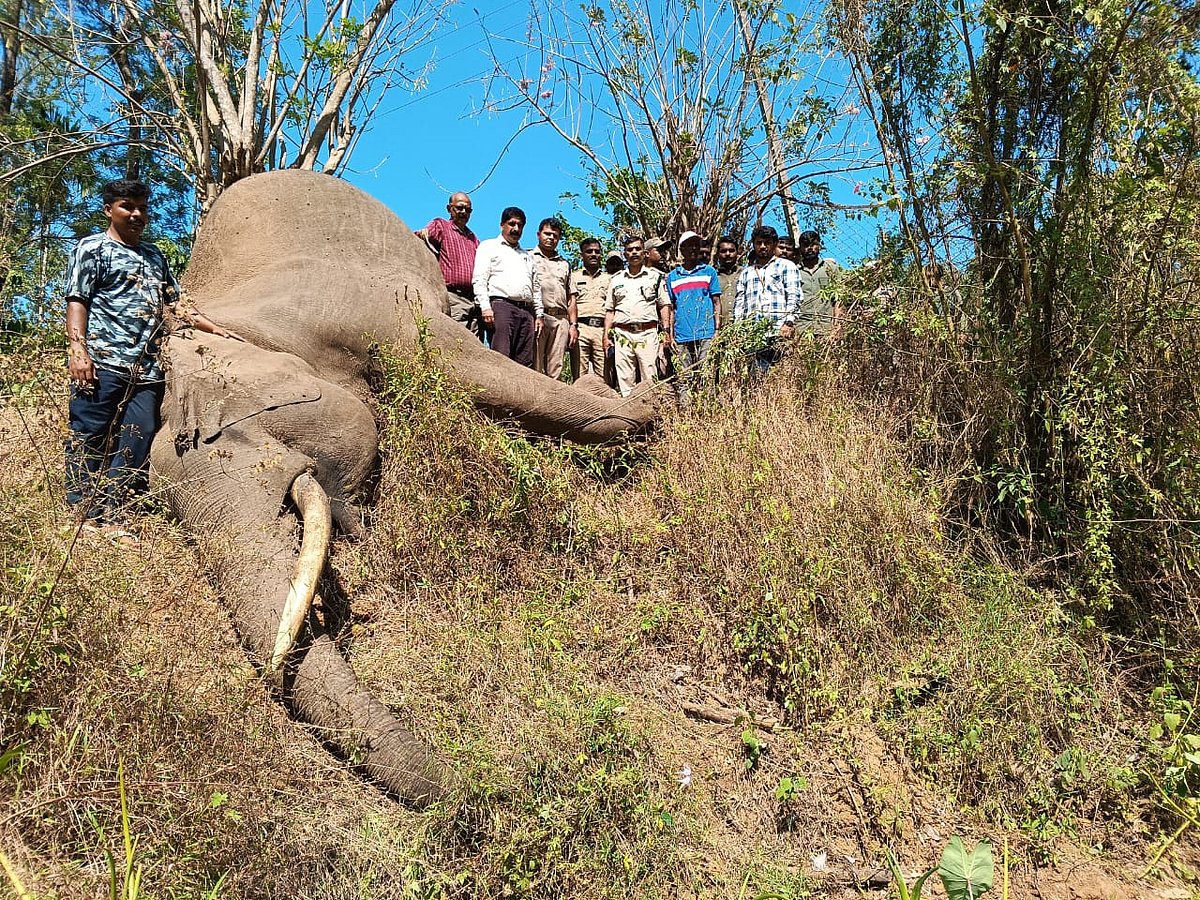 Wild elephant electrocuted inside private estate in Kodagu