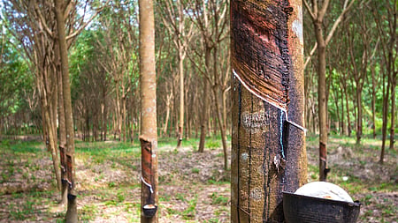 100,000 hectares of Kerala's rubber untapped despite rising national demand