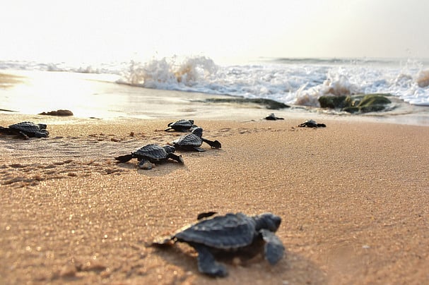 Coastal erosion, seawall construction leading to rapid loss of sea turtle habitats along Karnataka coast: Study – The New Indian Express