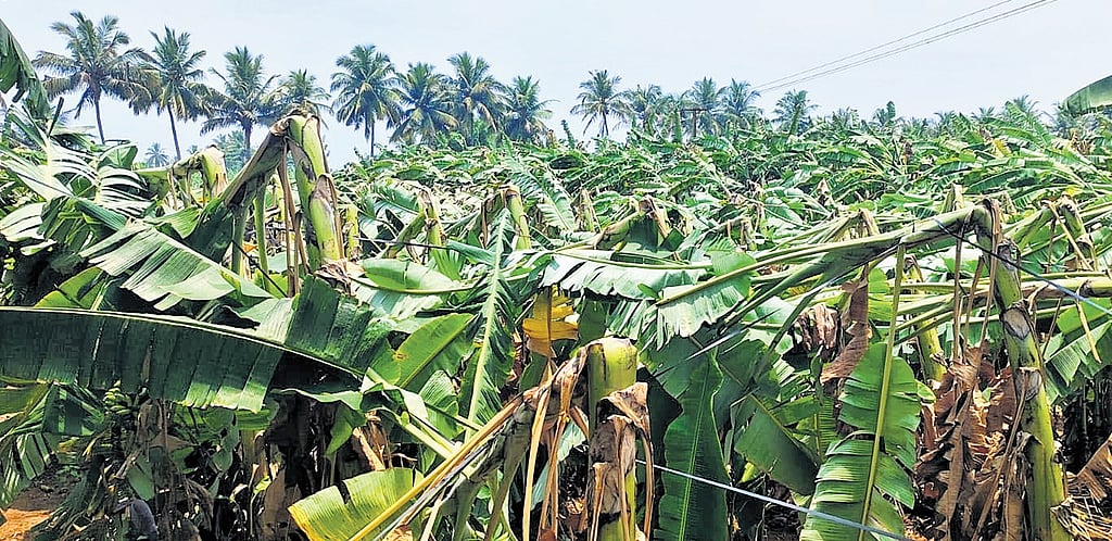 Banana plants damaged as rain wreaks havoc in Erode district