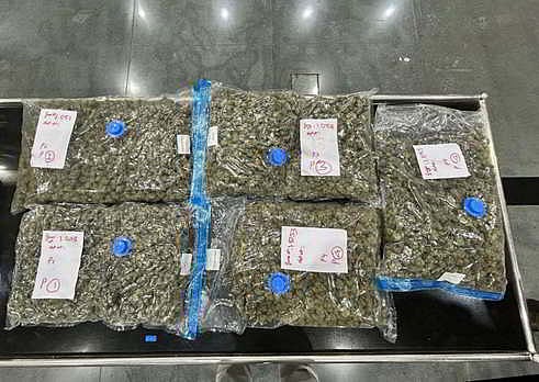DRI dismantles hydroponic weed syndicate, seizes 72 kg of drug