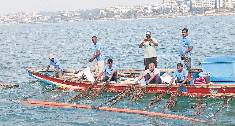 Tube-net seaweed farming takes root along AP coast
