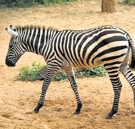 Pregnant zebra dies in Bannerghatta zoo