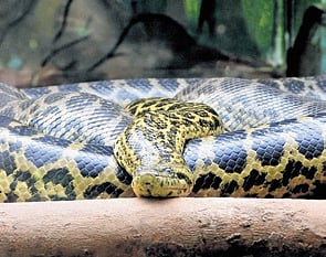 Seven anaconda hatchlings born at Nandankanan Zoo