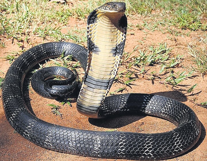 Ernakulam leads way as state reported 494 king cobra rescues over