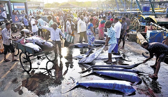 Marine fish landings in Andhra Pradesh drop by 8 per cent