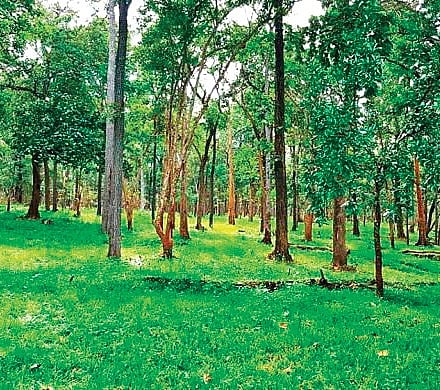 Non-tribals encroached forest land in Komaram Bheem Asifabad district ...