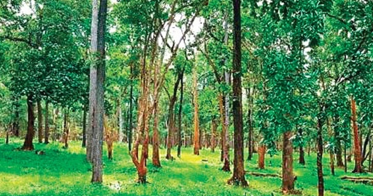 Encroched Non-tribals encroached forest land in Komaram Bheem Asifabad district ...