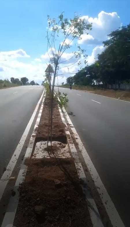 Environmentalists upset after state highways plant trees in centre ...