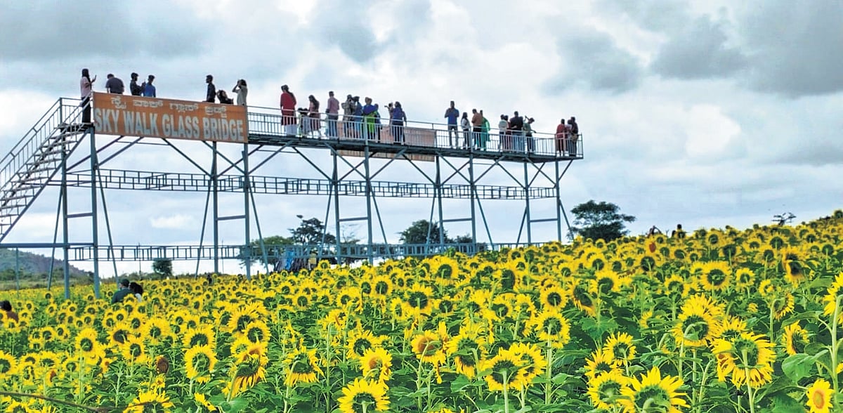 As tiger tourism thrives outside forests, village economies