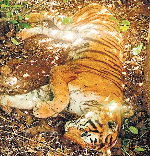 Sick tigress found dead in Singara forest range at Mudumalai Tiger Reserve