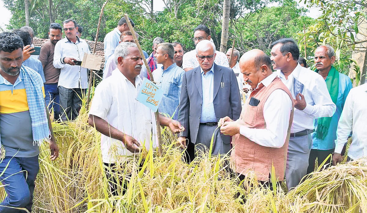 Belagavi farmer sparks silent revolution, preserves over 260 traditional paddy varieties