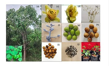 FCRI scientists pioneer method to revive rare Poniki tree, support ...