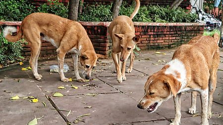 Seven kids accused of strangling dogs to death in TN's Madurai, probe on
