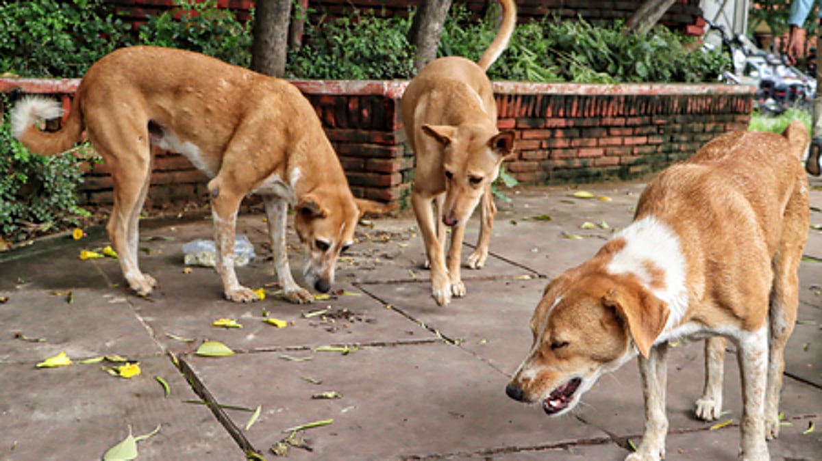Seven kids accused of strangling dogs to death in TN's Madurai, probe on