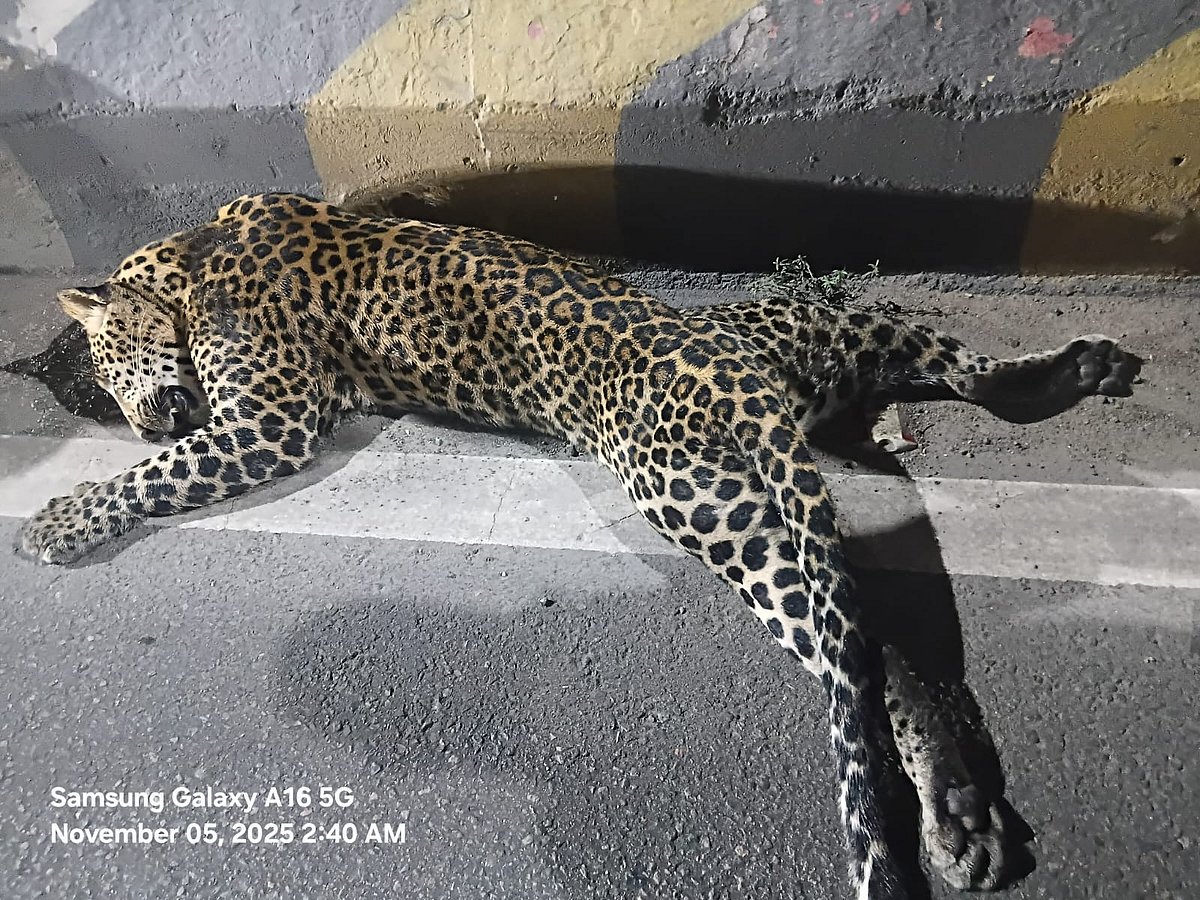 Death Leopard Leopard killed in road accident near Vikravandi toll plaza in Villupuram