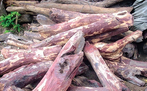 Rising convictions tighten noose around red log smugglers in Andhra Pradesh