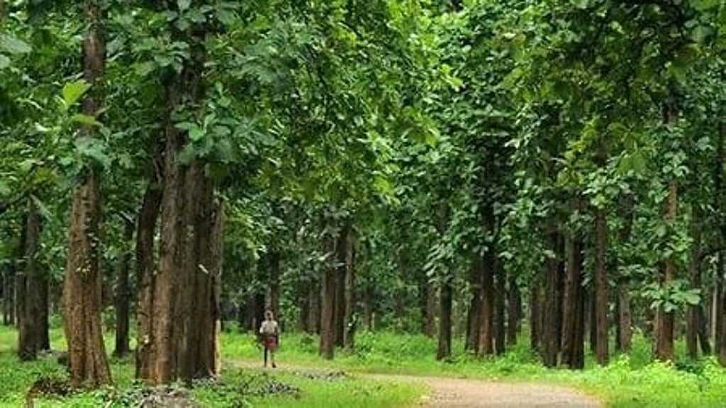 Marwar Tree Shivaji’s man introduced teak in India, not the British