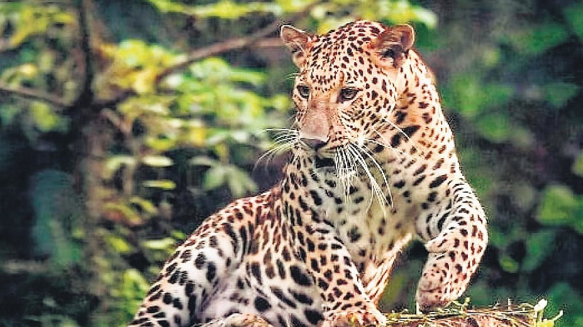 Leopard In A R Leopard mauls man to death in MM Hills in Karnataka