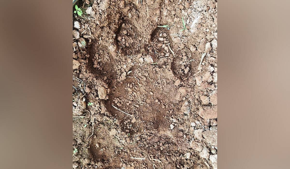 Tiger pugmarks spotted in Andhra's Eluru forests, residents put on high ...