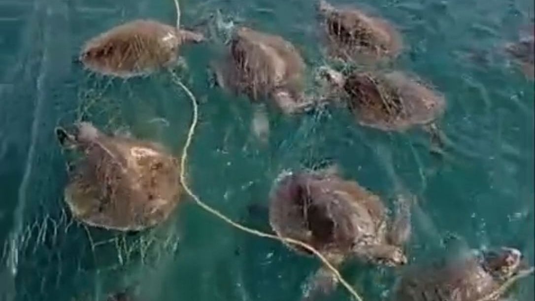 Illegal trawling off Andhra coast may be driving spike in Olive Ridley ...