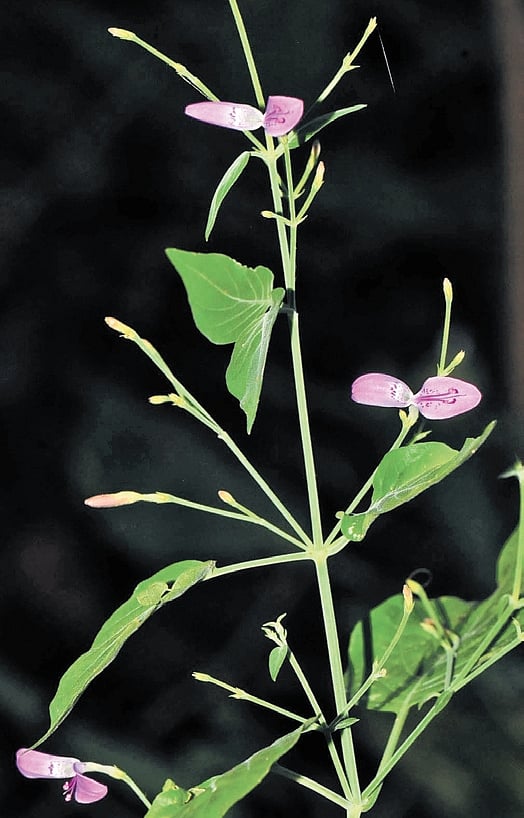 New flowering plant species discovered in Pakhal Wildlife Sanctuary